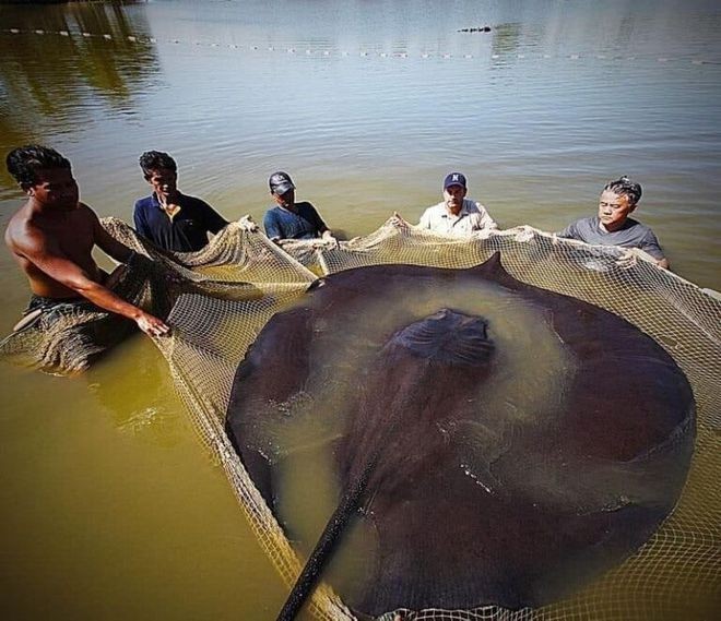 魟魚尺寸是從頭到尾測量嗎：魟魚的尺寸是從頭到尾測量嗎