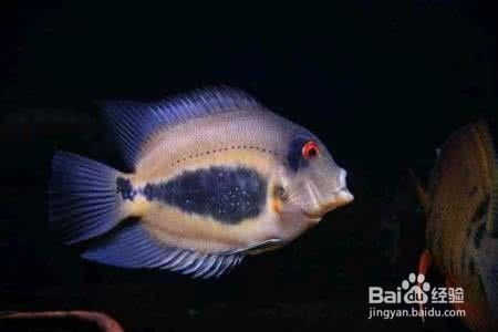 黑云魚怎么養（黑云魚養殖需要注意什么，）