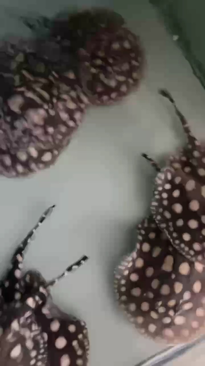 健康至上 健康至上 龍魚論壇