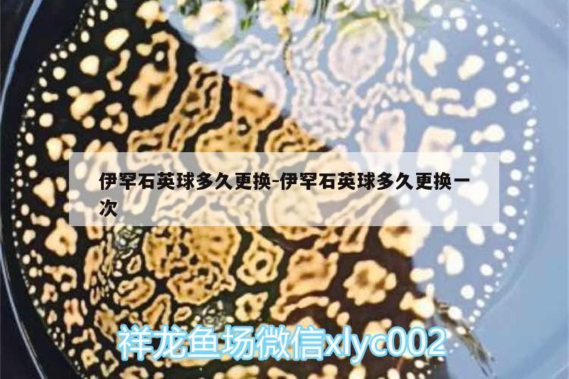 鸚鵡魚(yú)和銀龍魚(yú)混養(yǎng)怎樣喂食 伊罕石英球多久更換:伊罕石英球多久更換一次 伊罕水族 伊罕石英球多久更換:伊罕石英球多久更換一次 伊罕石英球多久更換:伊罕石英球多久更換一次 伊罕水族