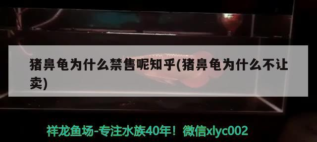 龍魚怕什么 豬鼻龜為什么禁售呢知乎(豬鼻龜為什么不讓賣) 豬鼻龜百科 豬鼻龜為什么禁售呢知乎(豬鼻龜為什么不讓賣) 豬鼻龜為什么禁售呢知乎(豬鼻龜為什么不讓賣) 豬鼻龜百科
