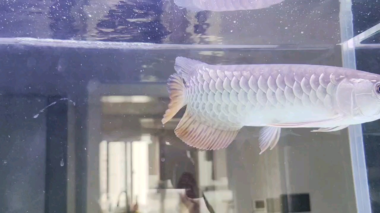 養龍魚一年了,突然覺得缸有點小了，懂行的老板看看龍魚眼睛是不是有點問題。