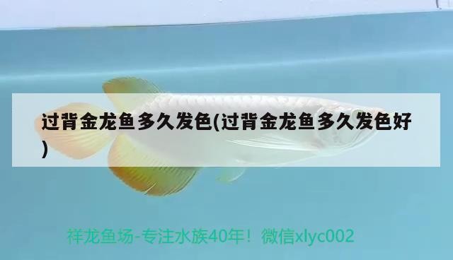 過背金龍魚多久發色(過背金龍魚多久發色好)