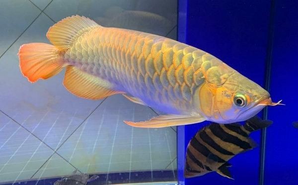 上海紅龍魚專賣店2021年銷量：“上海紅龍魚專賣店2021年銷量詳情”具體數(shù)據(jù)或報(bào)告