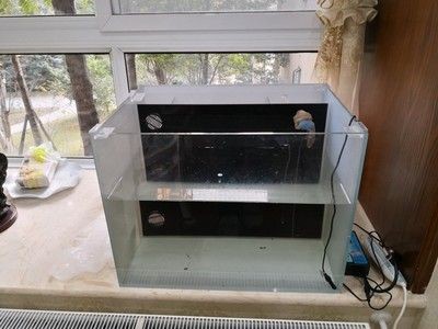 60公分的魚缸養了一條銀龍：60公分的魚缸造景技巧美到爆炸的60厘米魚缸造景技巧