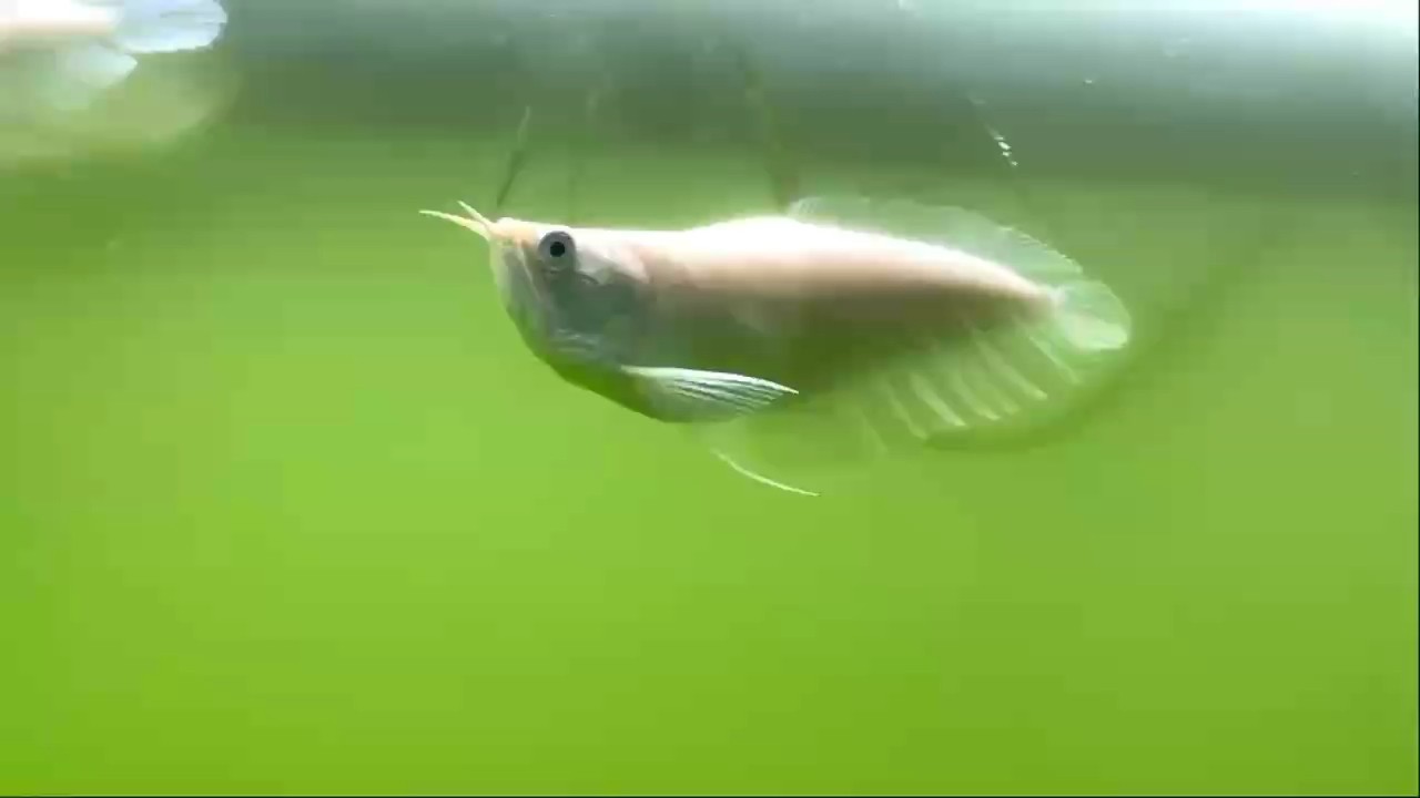 超Q版呀