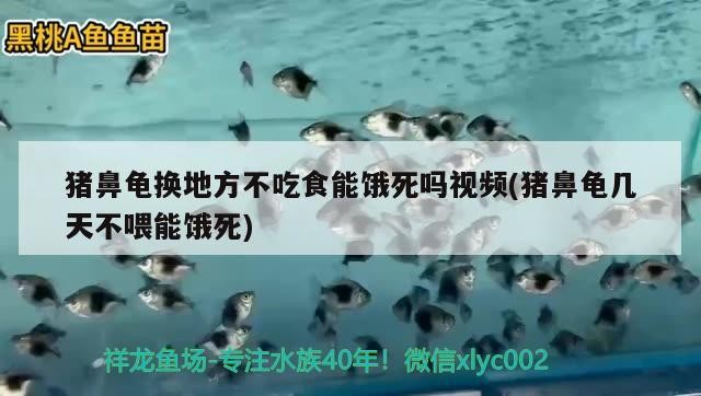 豬鼻龜換地方不吃食能餓死嗎視頻(豬鼻龜幾天不喂能餓死)
