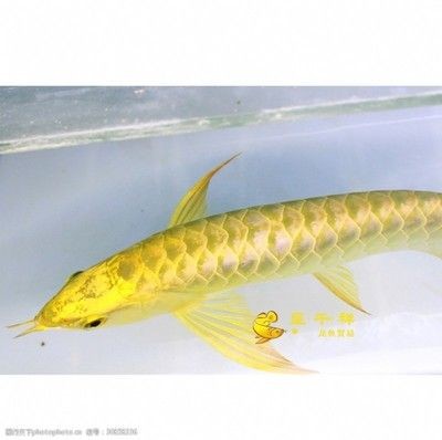 龍魚的種類vs祥龍魚場：祥龍魚場龍魚種類及種類鑒定