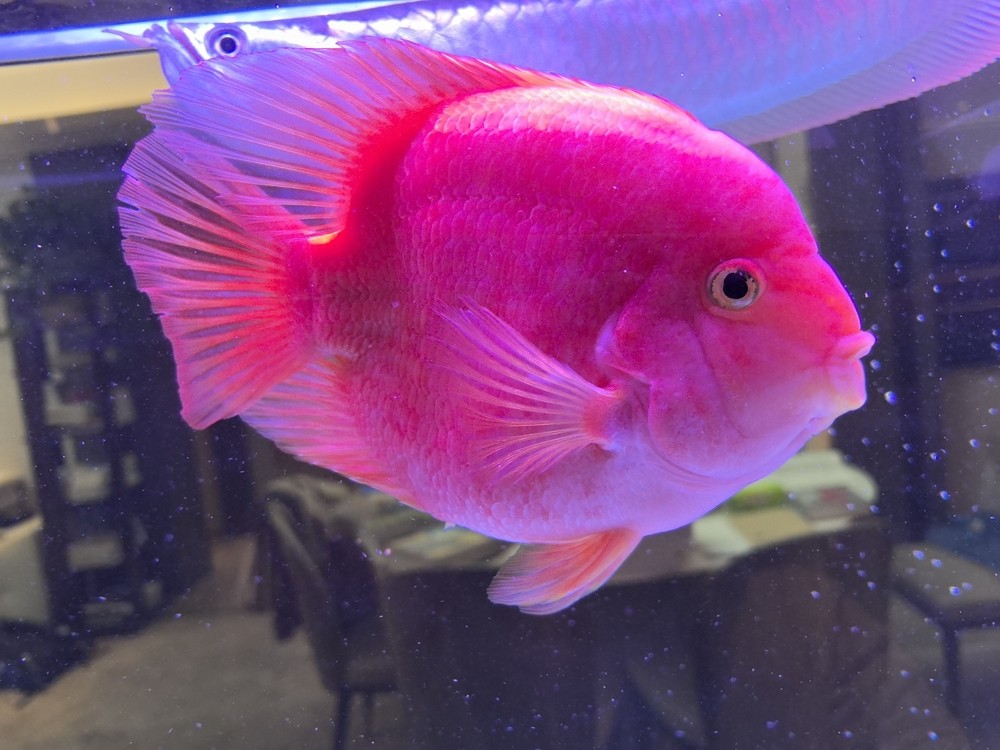 霸氣大鸚鵡 可愛小鸚鵡