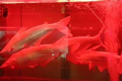 貴港水族館vs祥龍魚場(chǎng)（探討貴港水族館與祥龍魚場(chǎng)的差異之前）
