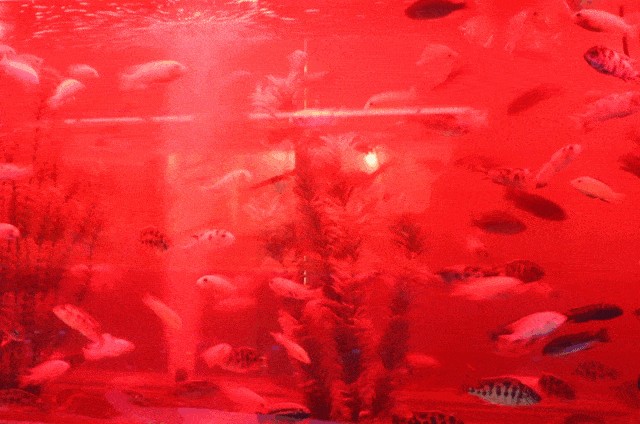 貴港水族館vs祥龍魚場（探討貴港水族館與祥龍魚場的差異之前）