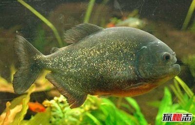 印度虎魚好養嗎怎么養的：印度虎魚好養嗎怎么養