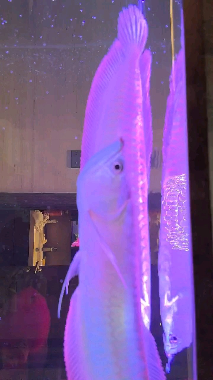 鸚鵡魚和銀龍魚混養怎樣喂食 銀龍,25cm,42cm 龍魚論壇 銀龍,25cm,42cm 銀龍,25cm,42cm 龍魚論壇