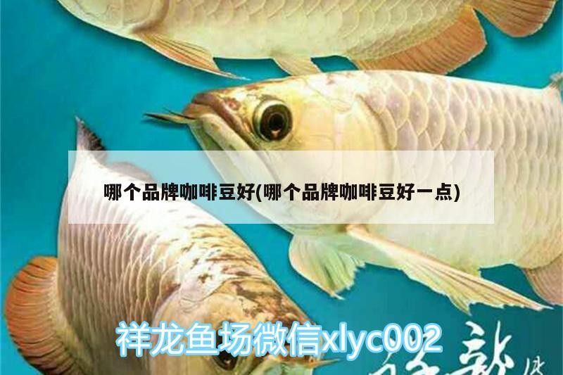 哪個品牌咖啡豆好(哪個品牌咖啡豆好一點)