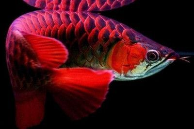 有哪些飼料可以促進(jìn)金龍魚爬背，金龍魚爬背期喂養(yǎng)計(jì)劃