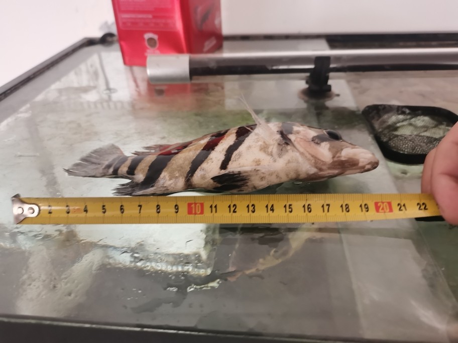 10月2日虎魚掛了，3日掛一條銀鼓，虎魚養了接近2年死時21厘米，銀鼓半年多17厘米掛了，就因為小一個月沒換水。換了一次水，第二天虎就掛了，水質真的不能怠慢啊。