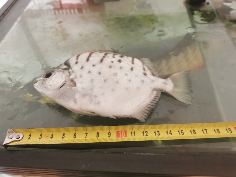 10月2日虎魚掛了，3日掛一條銀鼓，虎魚養了接近2年死時21厘米，銀鼓半年多17厘米掛了，就因為小一個月沒換水。換了一次水，第二天虎就掛了，水質真的不能怠慢啊。