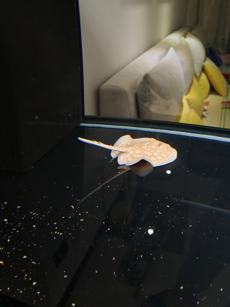 吃完食翹尾巴游正常嗎