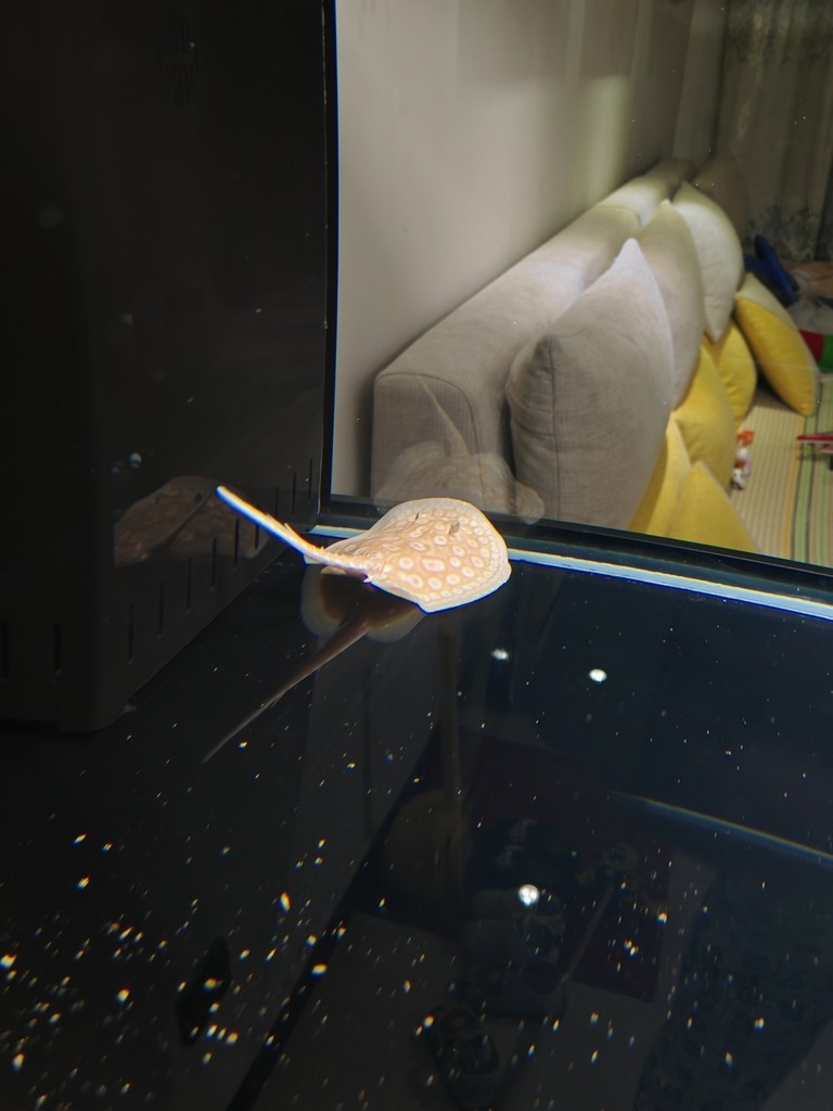 吃完食翹尾巴游正常嗎