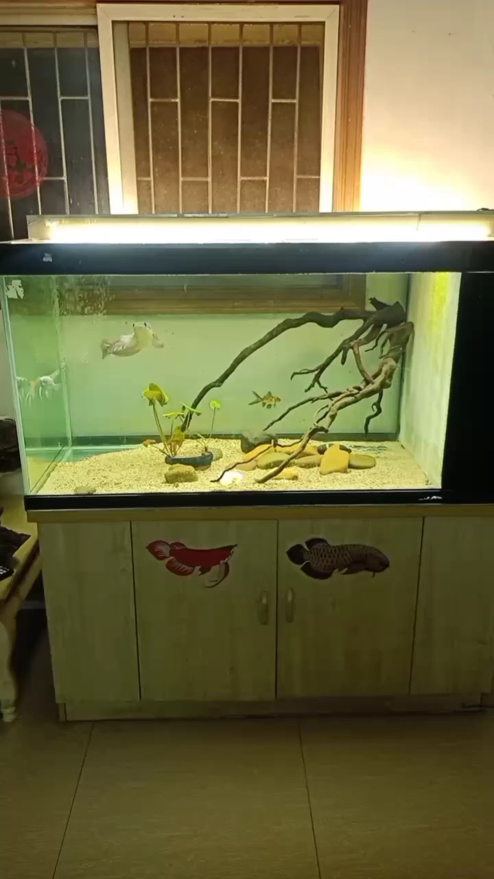 搞條魔神養養
