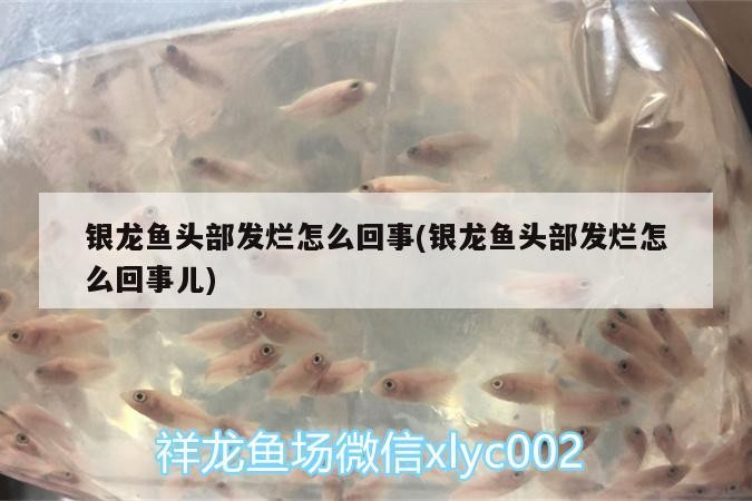 銀龍魚頭部發爛怎么回事(銀龍魚頭部發爛怎么回事兒) 銀龍魚頭部發爛怎么回事(銀龍魚頭部發爛怎么回事兒) 銀龍魚百科