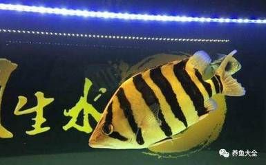 虎魚長多大才不躲起來：虎魚的膽子和性格特點可能會對其是否躲藏產生影響