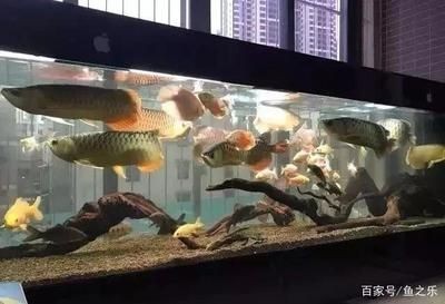 虎魚長多大才不躲起來：虎魚的膽子和性格特點可能會對其是否躲藏產生影響