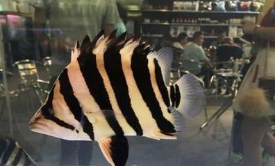 小虎魚怎么喂：小虎魚怎么喂養 小虎魚怎么喂：小虎魚怎么喂養 虎魚百科 第3張