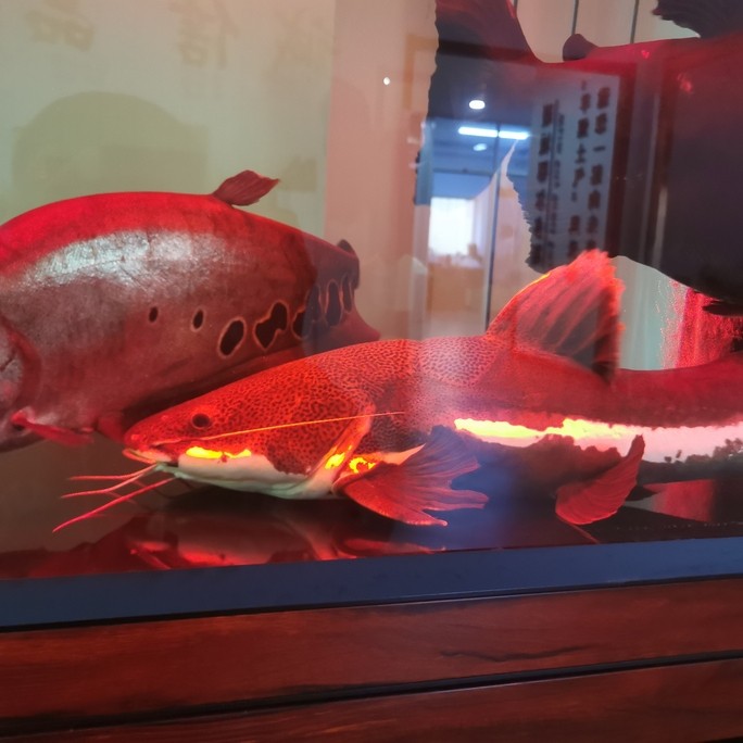 巖漿招財(cái)貓