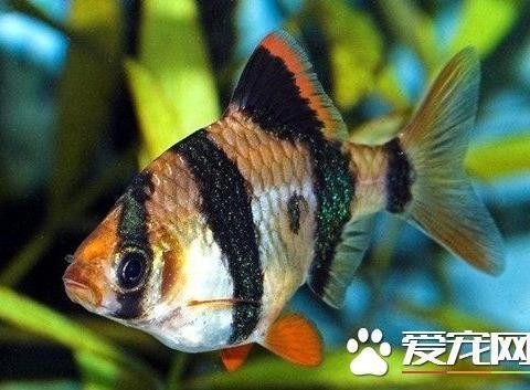 家里養(yǎng)魚養(yǎng)幾條吉利：家里養(yǎng)魚養(yǎng)幾條吉利風(fēng)水 家里養(yǎng)魚養(yǎng)幾條吉利：家里養(yǎng)魚養(yǎng)幾條吉利風(fēng)水 龍魚百科 第3張