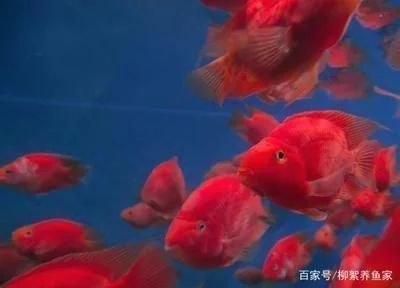 龍魚都不吃東西怎么辦vs祥龍魚場：龍魚不吃東西的原因以及解決方法