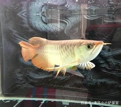 龍魚的嘴撞傷了vs祥龍魚場：關于龍魚的嘴撞傷后的處理方法和愈合可能性信息