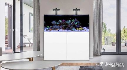 90厘米的魚缸適合養多大的魚：90厘米的魚缸適合養多大的魚？