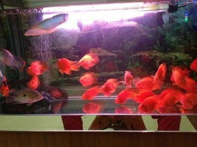 90厘米的魚缸適合養多大的魚：90厘米的魚缸適合養多大的魚？