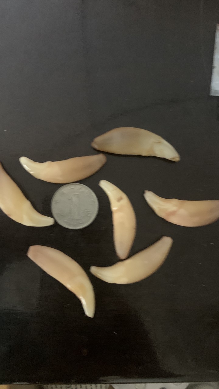 俄羅斯雅庫特草原的狼牙 俄羅斯雅庫特草原的狼牙 龍魚論壇 第1張