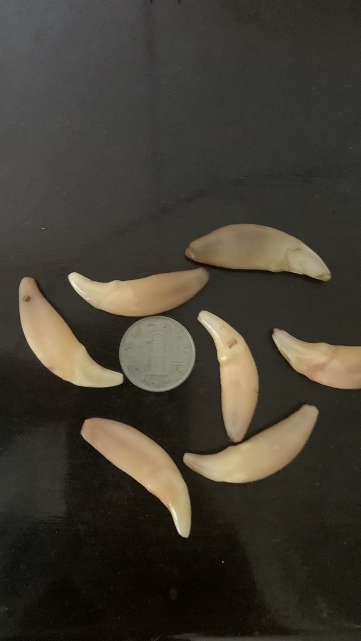 俄羅斯雅庫特草原的狼牙 俄羅斯雅庫特草原的狼牙 龍魚論壇 第2張