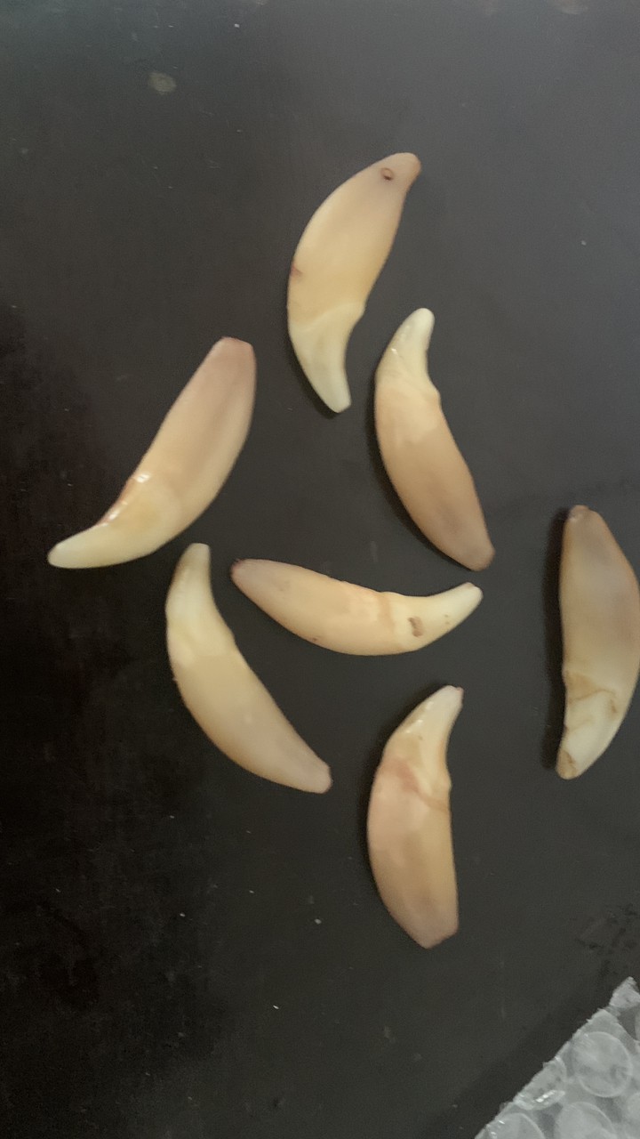 俄羅斯雅庫特草原的狼牙 俄羅斯雅庫特草原的狼牙 龍魚論壇 第3張