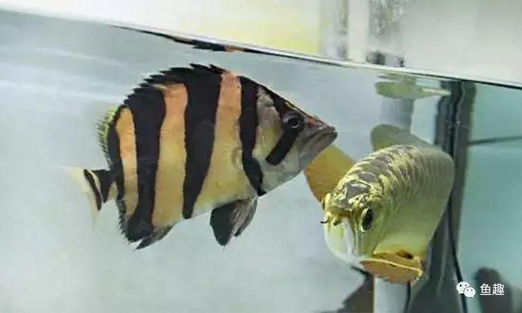 虎魚包脖長大了就會斷嗎：虎魚包脖長大了會斷嗎