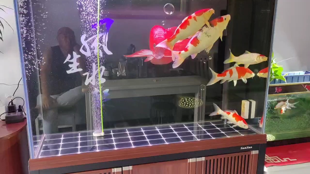 愛在深秋，水溫低了，注意調(diào)整喂食 愛在深秋，水溫低了，注意調(diào)整喂食 龍魚論壇