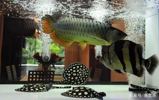 金龍魚缸多寬最好養(yǎng)，金龍魚缸寬度低于60cm后果如何選擇合適金龍魚缸