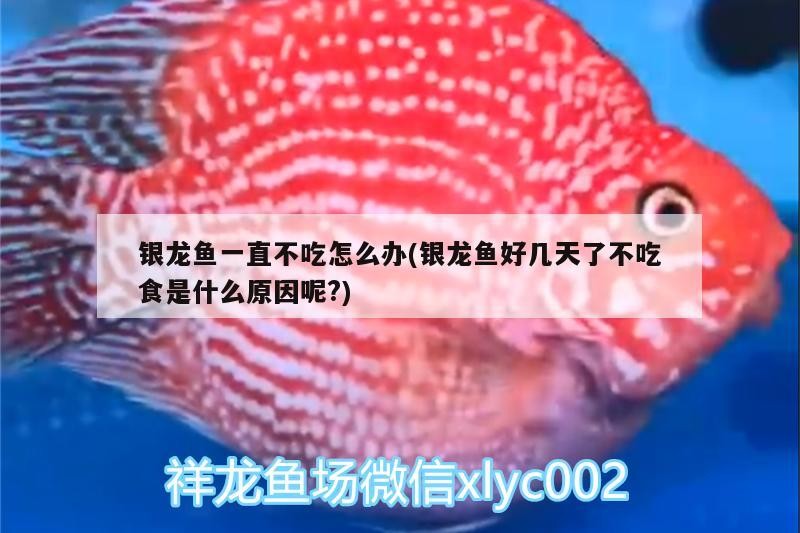 銀龍魚一直不吃怎么辦(銀龍魚好幾天了不吃食是什么原因呢?) 銀龍魚一直不吃怎么辦(銀龍魚好幾天了不吃食是什么原因呢?) 銀龍魚百科