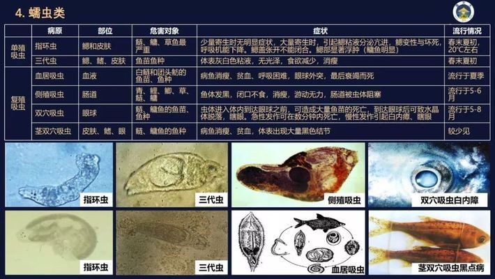 家里養什么植物風水好,招財,身體好：屬虎家里養什么植物風水好,招財,身體好