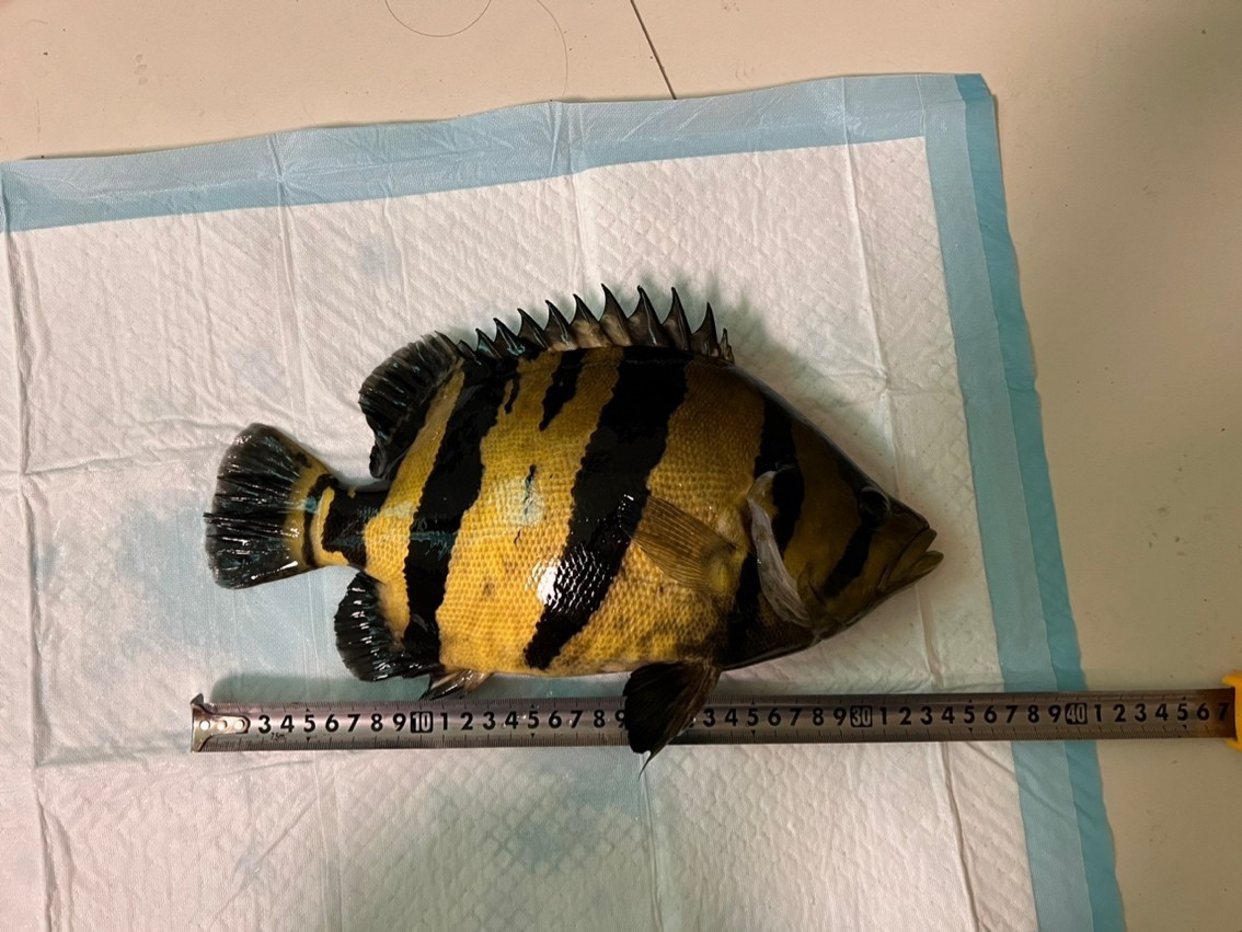 一年多的時間,稍縱即逝 龍魚論壇 第2張 一年多的時間,稍縱即逝 一年多的時間,稍縱即逝 龍魚論壇 第2張