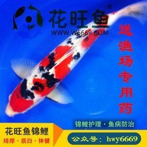 家里養麒麟花吉利嗎：家里為什么不能隨便養麒麟花