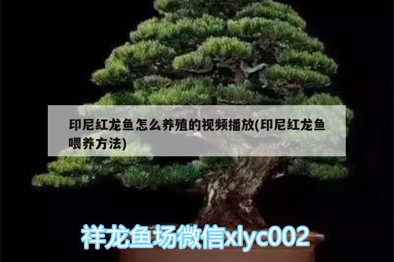 印尼紅龍魚怎么養殖的視頻播放(印尼紅龍魚喂養方法)