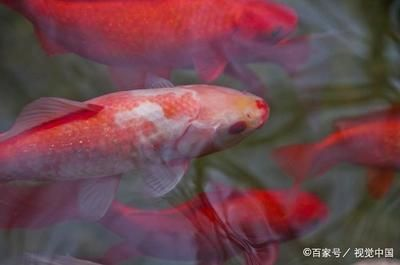 紅白錦鯉魚，養殖紅白錦鯉魚需要注意以下幾點養殖紅白錦鯉魚需要注意