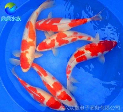 紅白錦鯉魚，養(yǎng)殖紅白錦鯉魚需要注意以下幾點養(yǎng)殖紅白錦鯉魚需要注意
