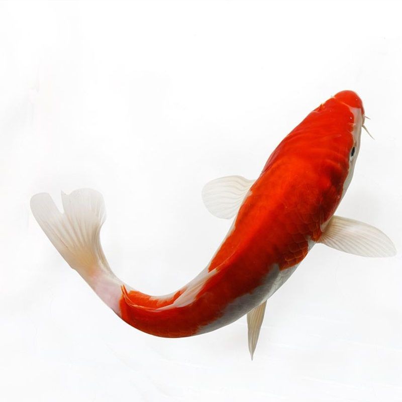 紅白錦鯉魚，養(yǎng)殖紅白錦鯉魚需要注意以下幾點養(yǎng)殖紅白錦鯉魚需要注意