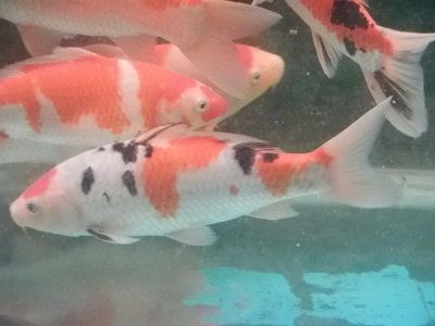 紅白錦鯉魚，養(yǎng)殖紅白錦鯉魚需要注意以下幾點養(yǎng)殖紅白錦鯉魚需要注意