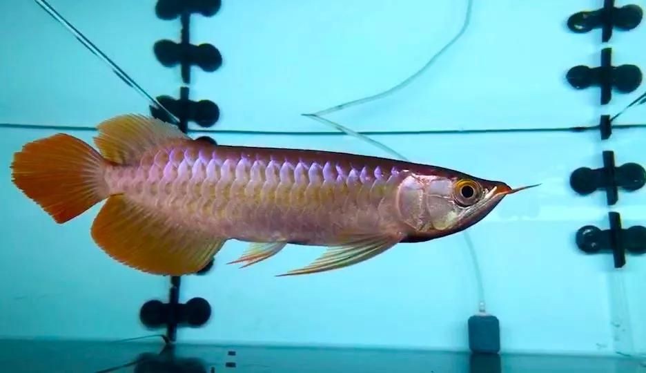 龍魚掉鱗潰爛用什么藥vs祥龍魚場：龍魚掉鱗潰爛怎么辦
